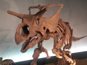 恐竜博物館3
