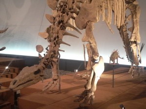 恐竜博物館4