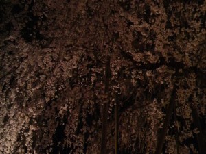 足羽山夜桜