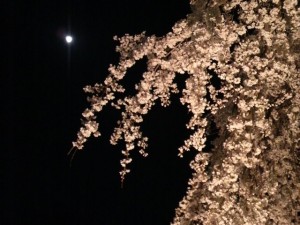 足羽山夜桜