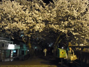 足羽川夜桜
