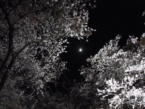 足羽川夜桜