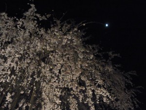 足羽山 足羽神社 しだれ夜桜