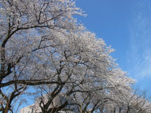 足羽川桜